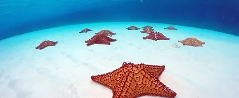 Santuario de las estrellas de mar | Travelfy